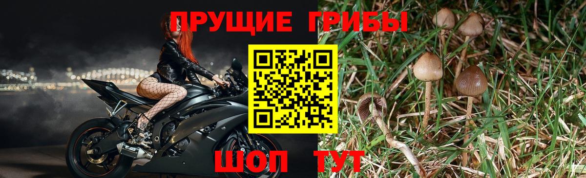 Аргун  Псилоцибиновые грибы Psilocybine cubensis  Вход с VPN 
